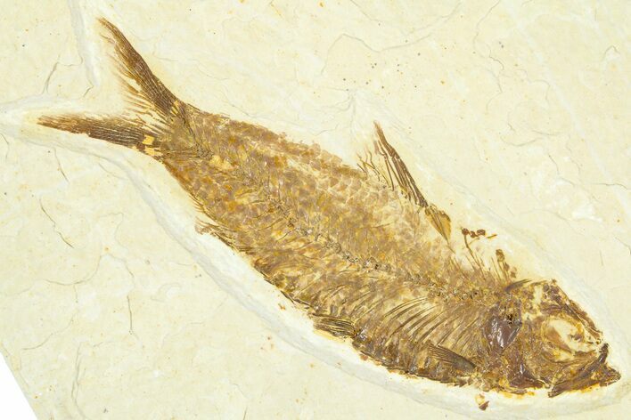 Detailed Fossil Fish (Knightia) - Wyoming #367440
